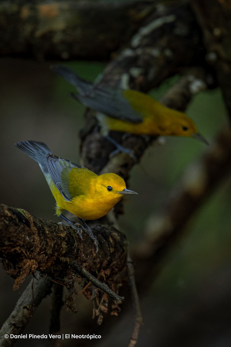 Prothonotary Warbler - Daniel Pineda Vera