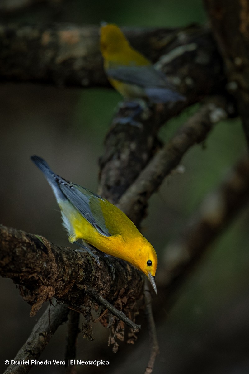 Prothonotary Warbler - Daniel Pineda Vera