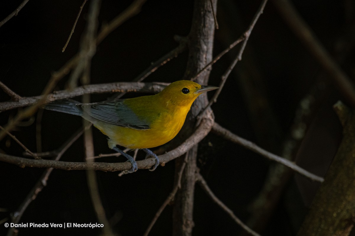 Prothonotary Warbler - Daniel Pineda Vera