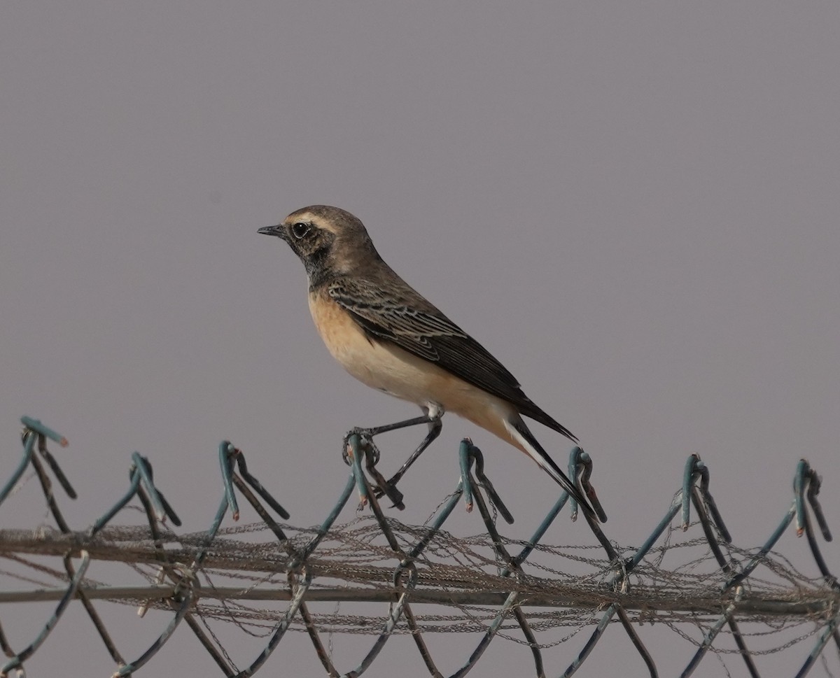 Pied Wheatear - ML494678071