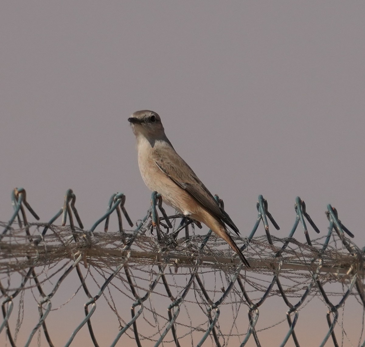 İran Kuyrukkakanı - ML494678081