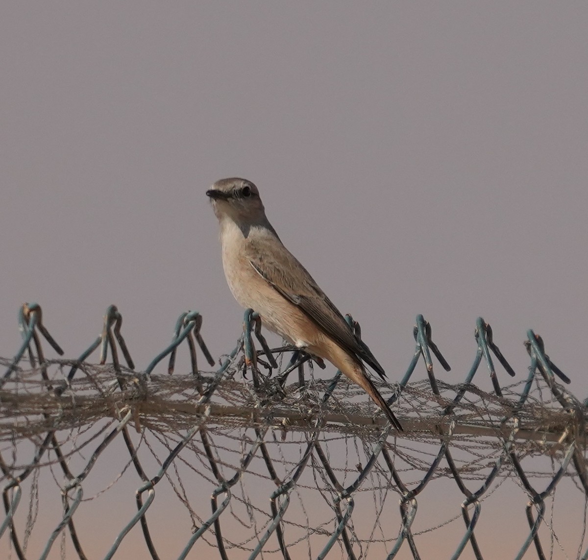 Persian Wheatear - ML494678081