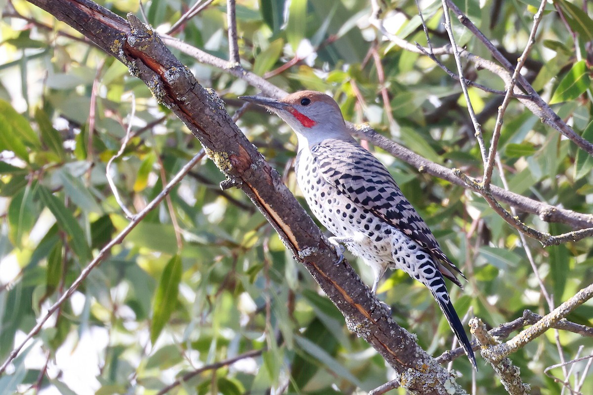 Northern Flicker (Red-shafted) - ML494678111