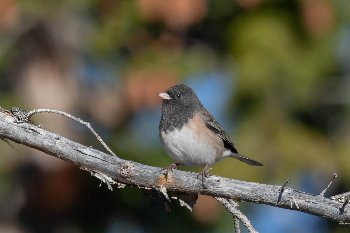 Dark-eyed Junco (Oregon) - ML494678361