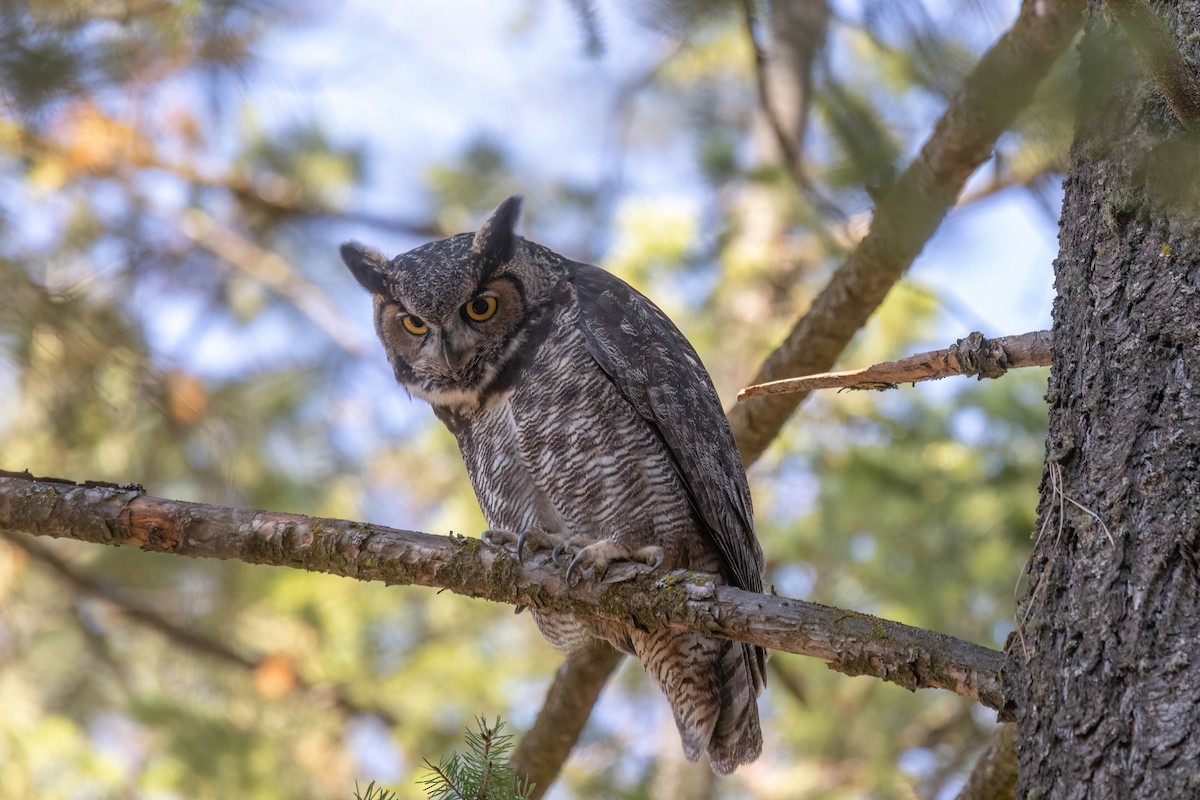 Great Horned Owl - ML494678821
