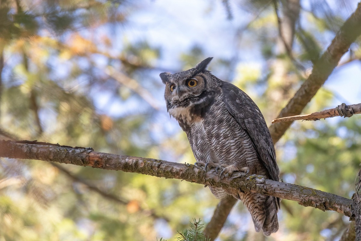 Great Horned Owl - ML494678841