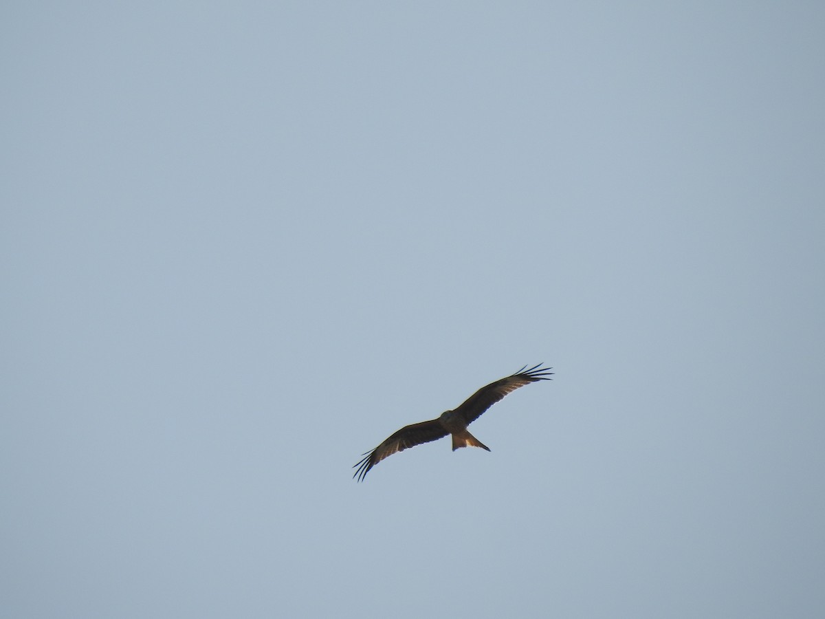 Red Kite - Angel Guardiola Gómez