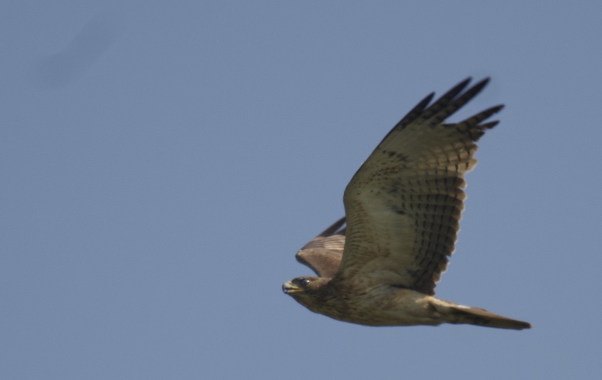 Aigle de Bonelli - ML494679511