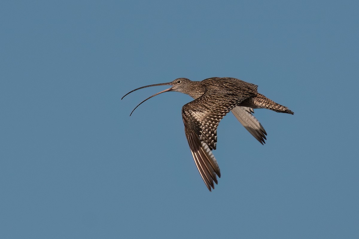 Far Eastern Curlew - Terence Alexander