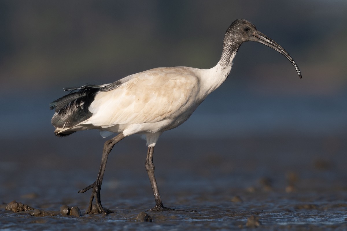 Ibis à cou noir - ML494681141