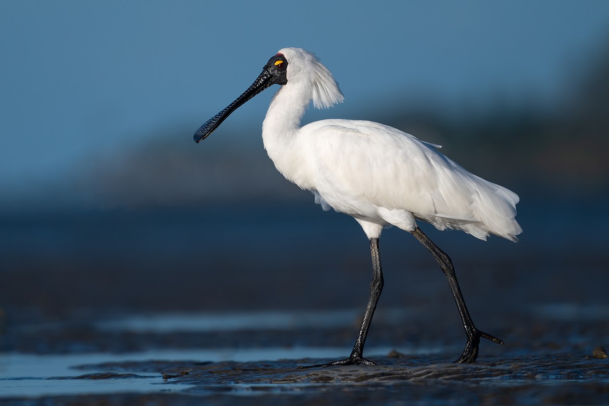 Royal Spoonbill - ML494681181