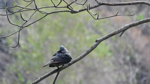 Timor Imperial-Pigeon - ML494682291