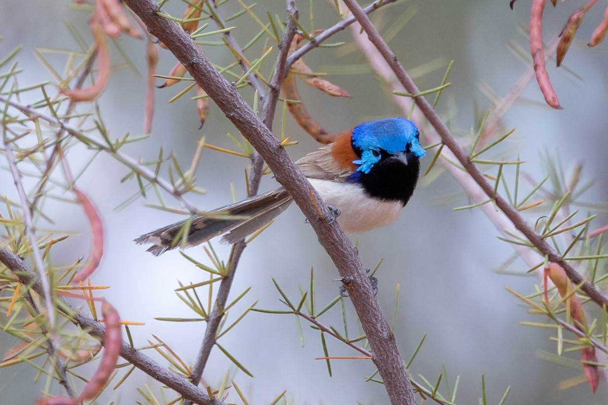 Purple-backed Fairywren - ML494683101