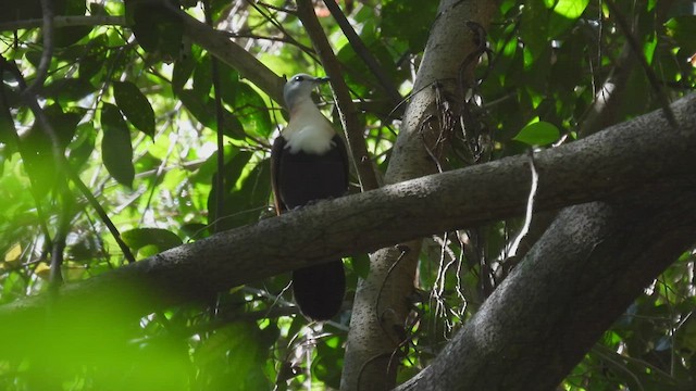 Wetar Ground Dove - ML494683211