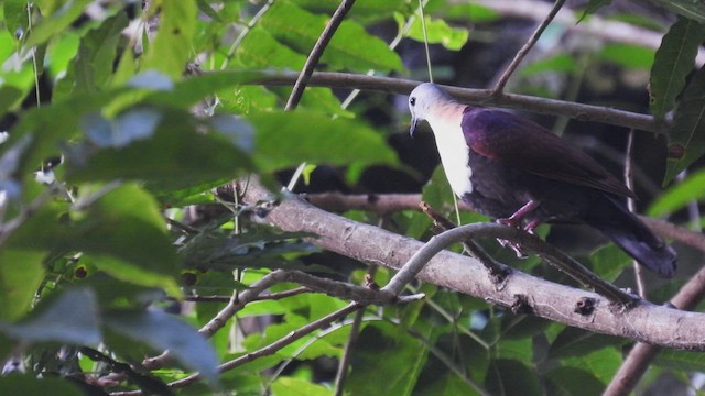 Wetar Ground Dove - ML494683221