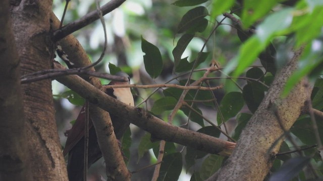 Wetar Ground Dove - ML494683231