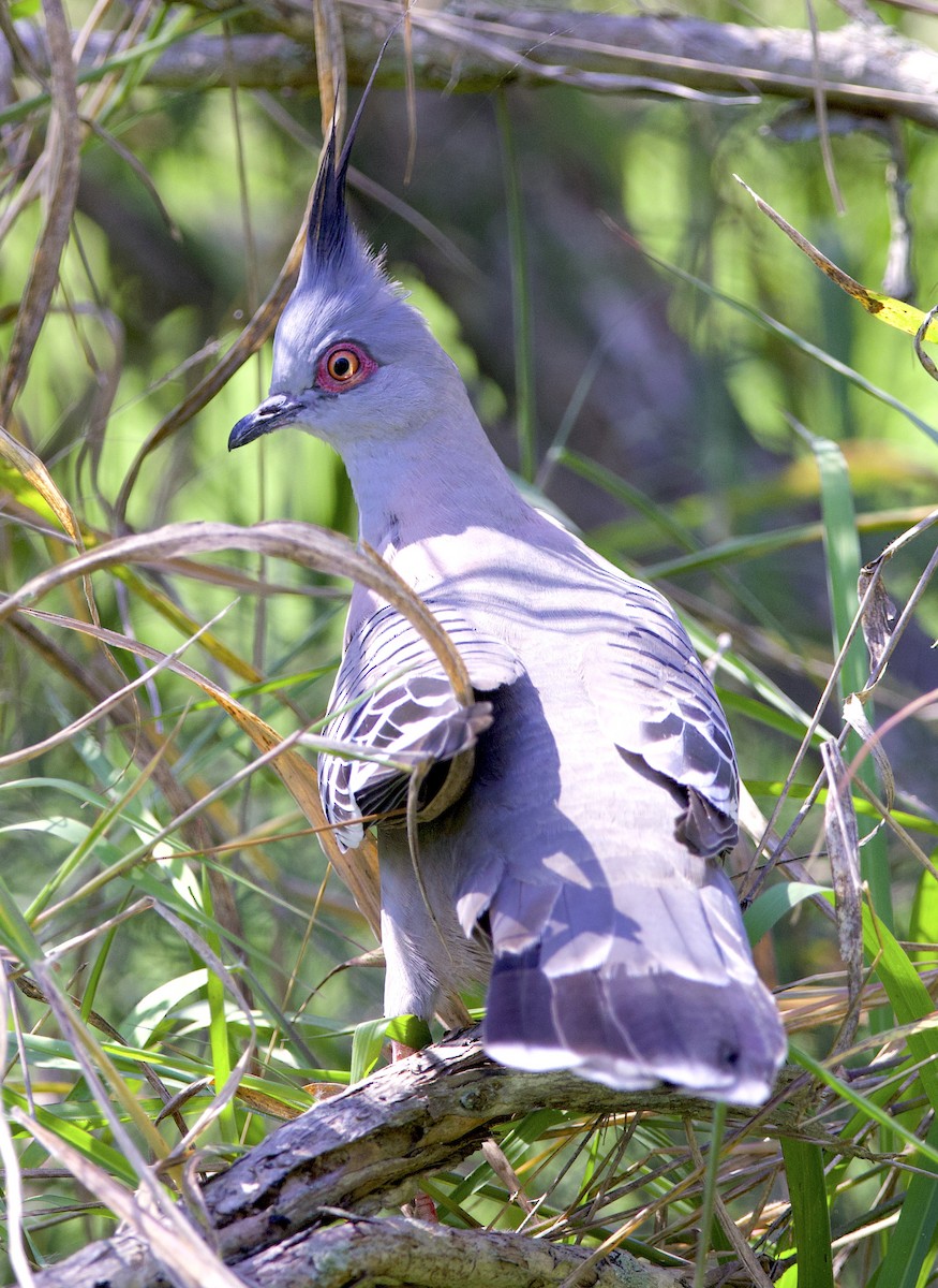 Crested Pigeon - ML494684161