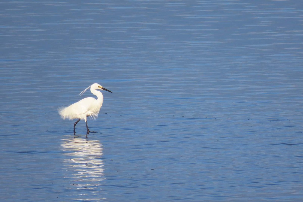 Little Egret - ML494684961