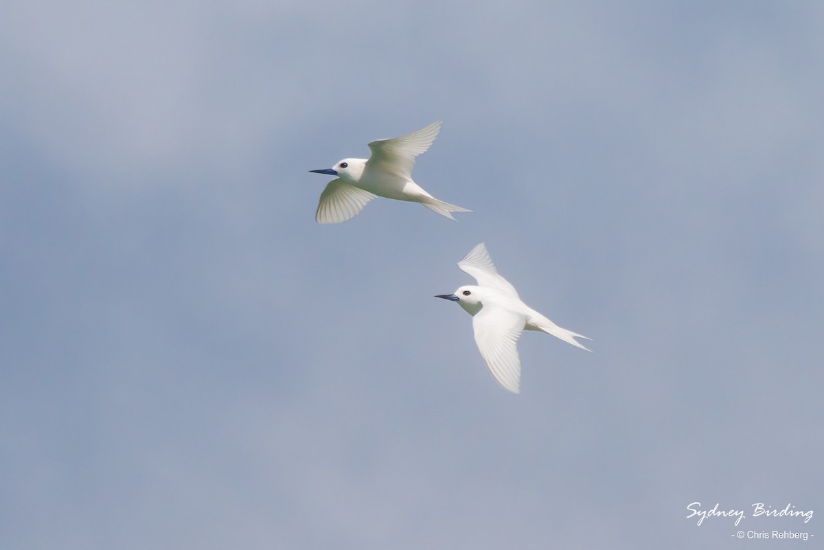 White Tern - Chris Rehberg  | Sydney Birding