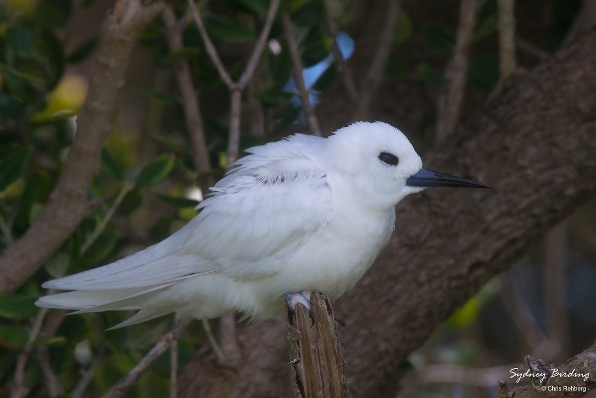 White Tern - ML494687021