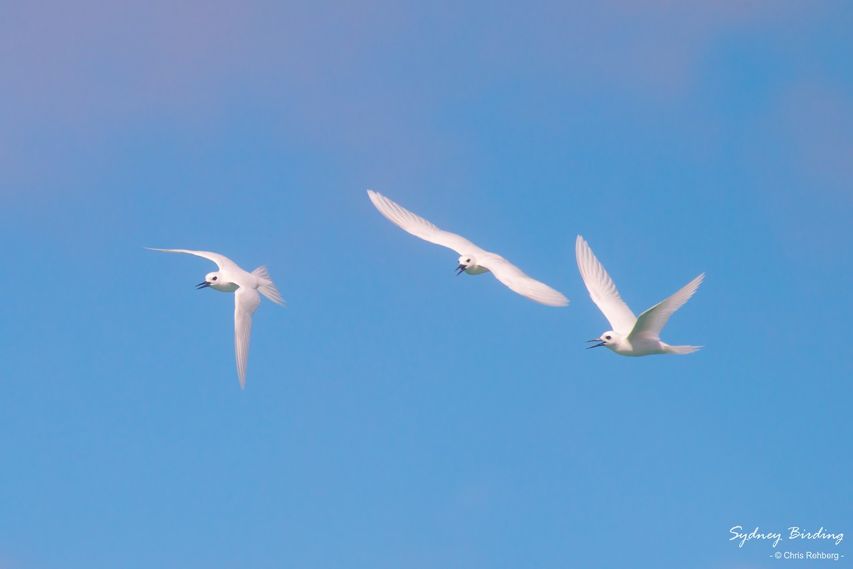 White Tern - ML494687031