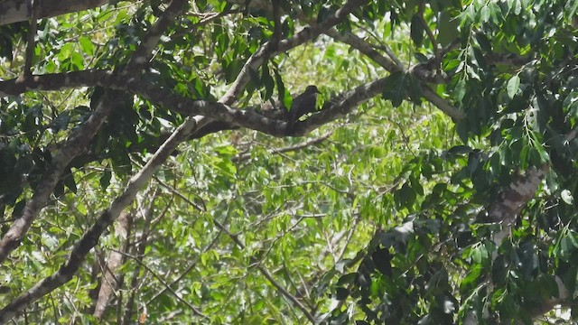 Timor Cuckoo-Dove - ML494687101