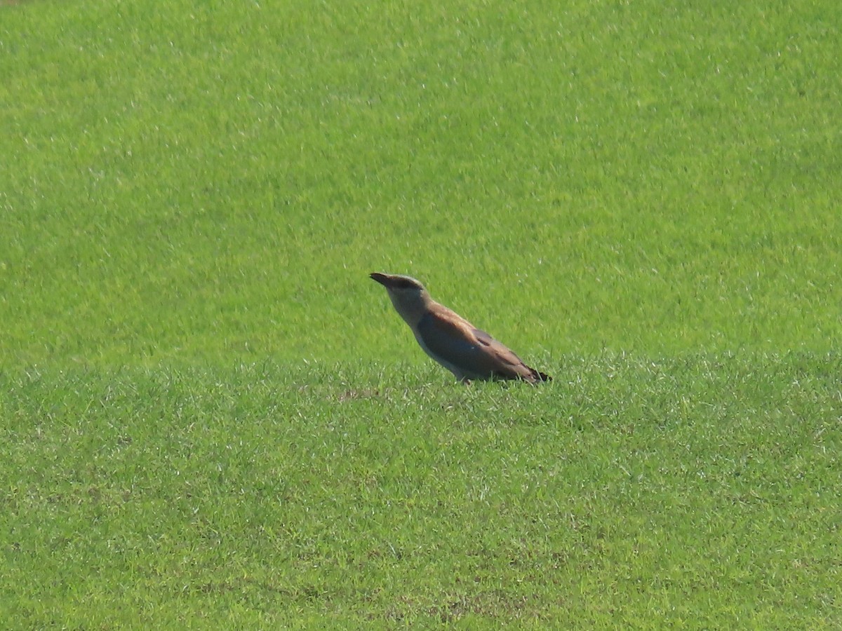 European Roller - Ute Langner