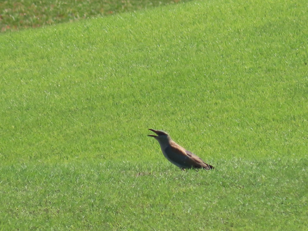 European Roller - Ute Langner