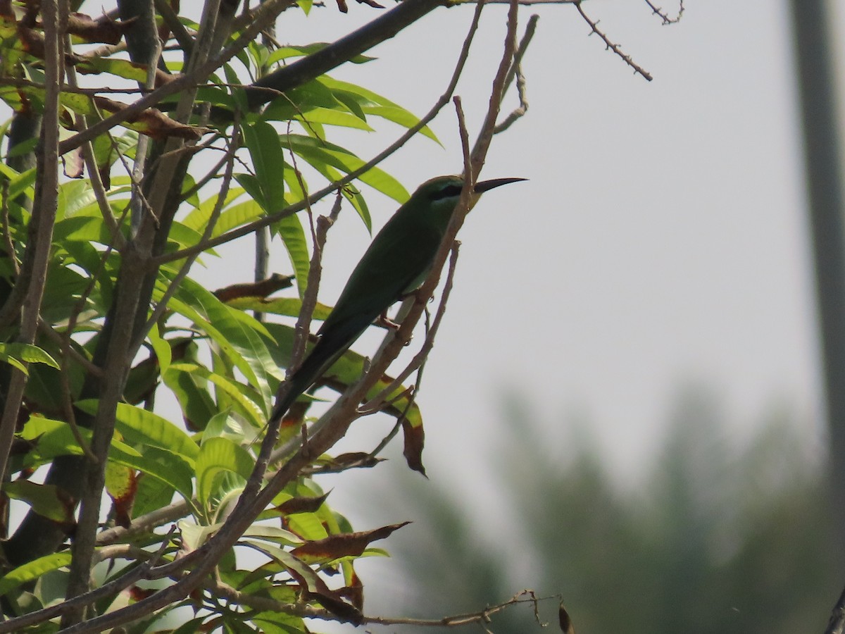 Blue-cheeked Bee-eater - ML494688181