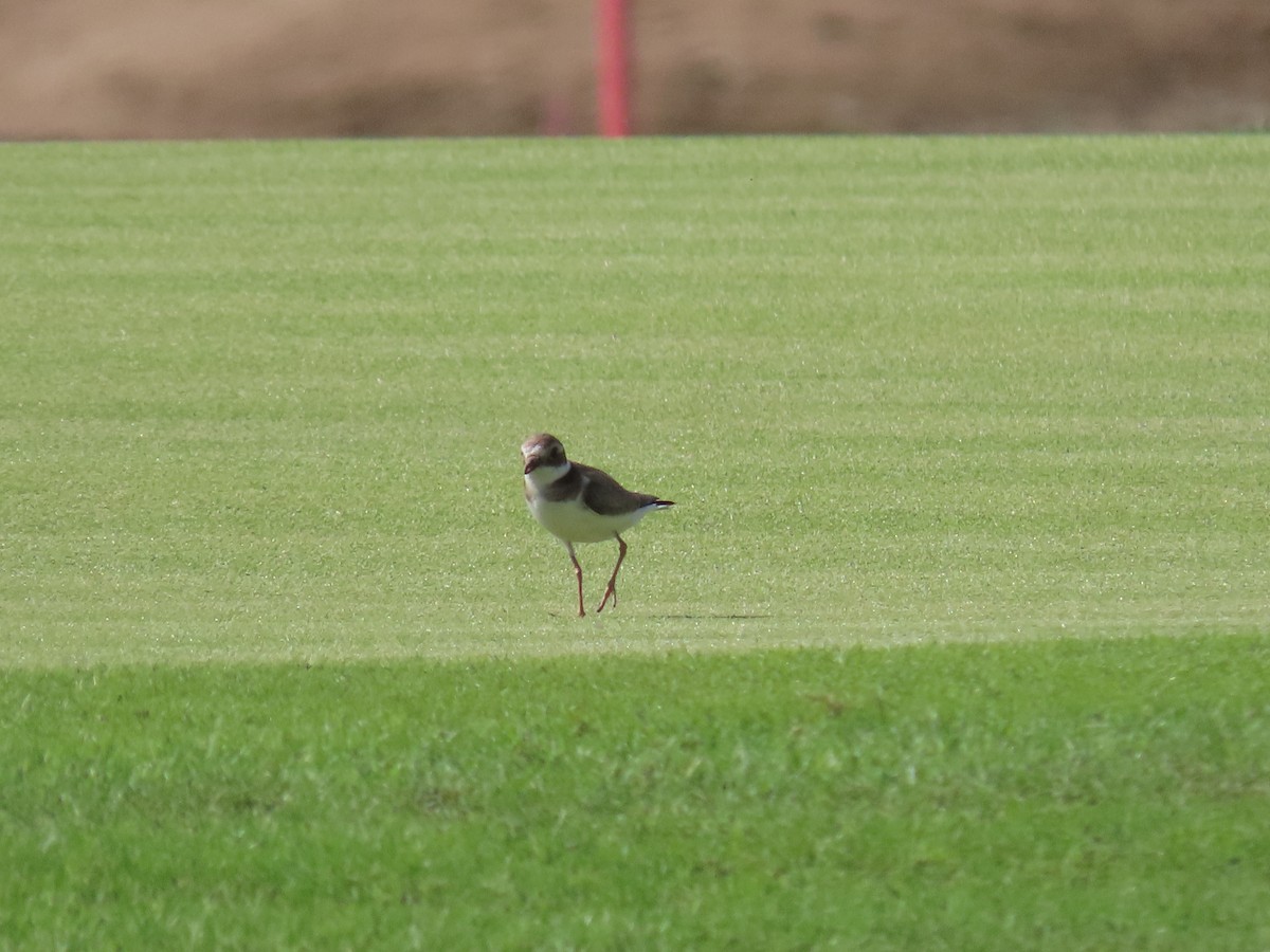 Common Ringed Plover - ML494688811