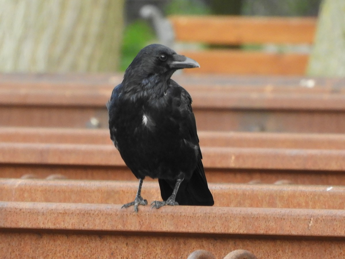 Carrion Crow - ML494690181