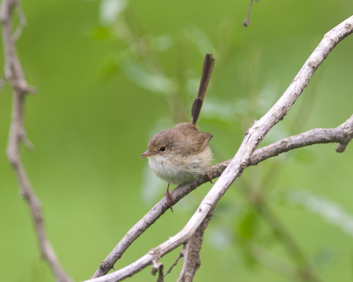 Red-backed Fairywren - ML494690961