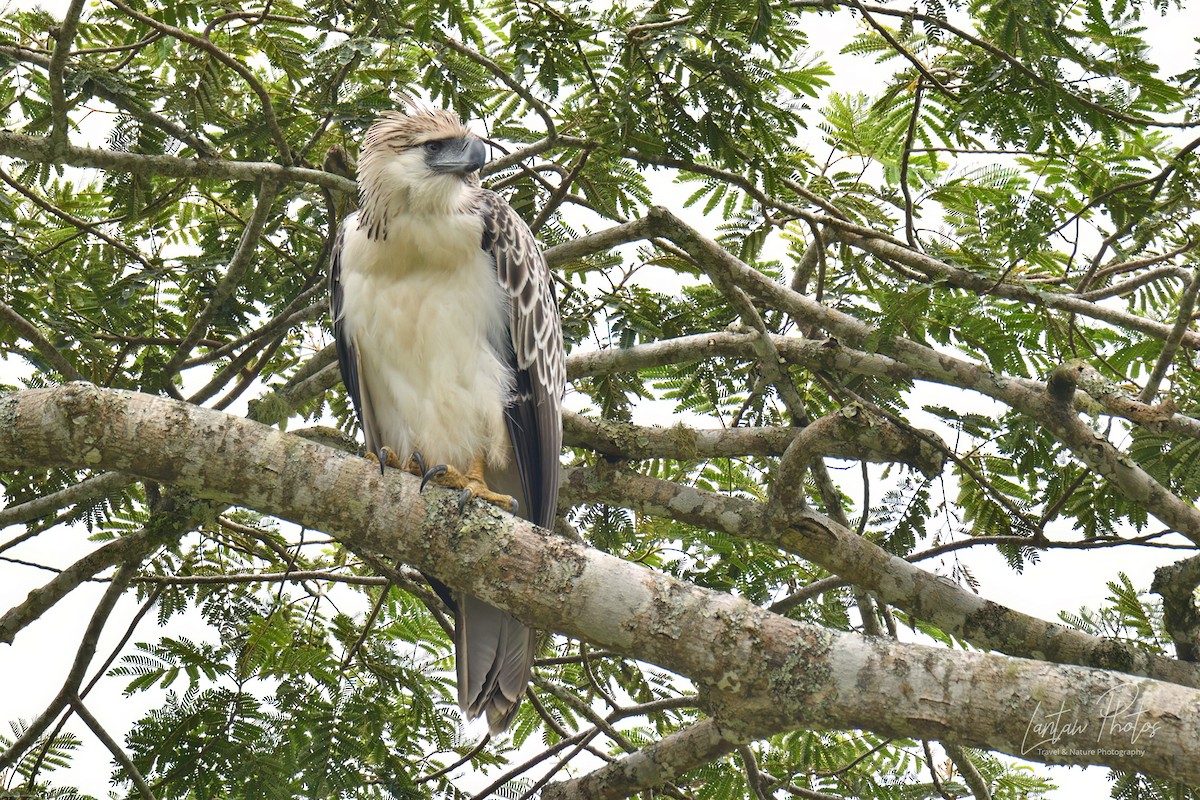 Philippine Eagle - ML494691721