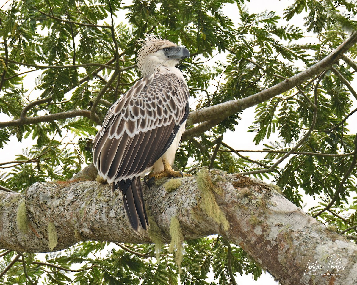 Philippine Eagle - ML494691731