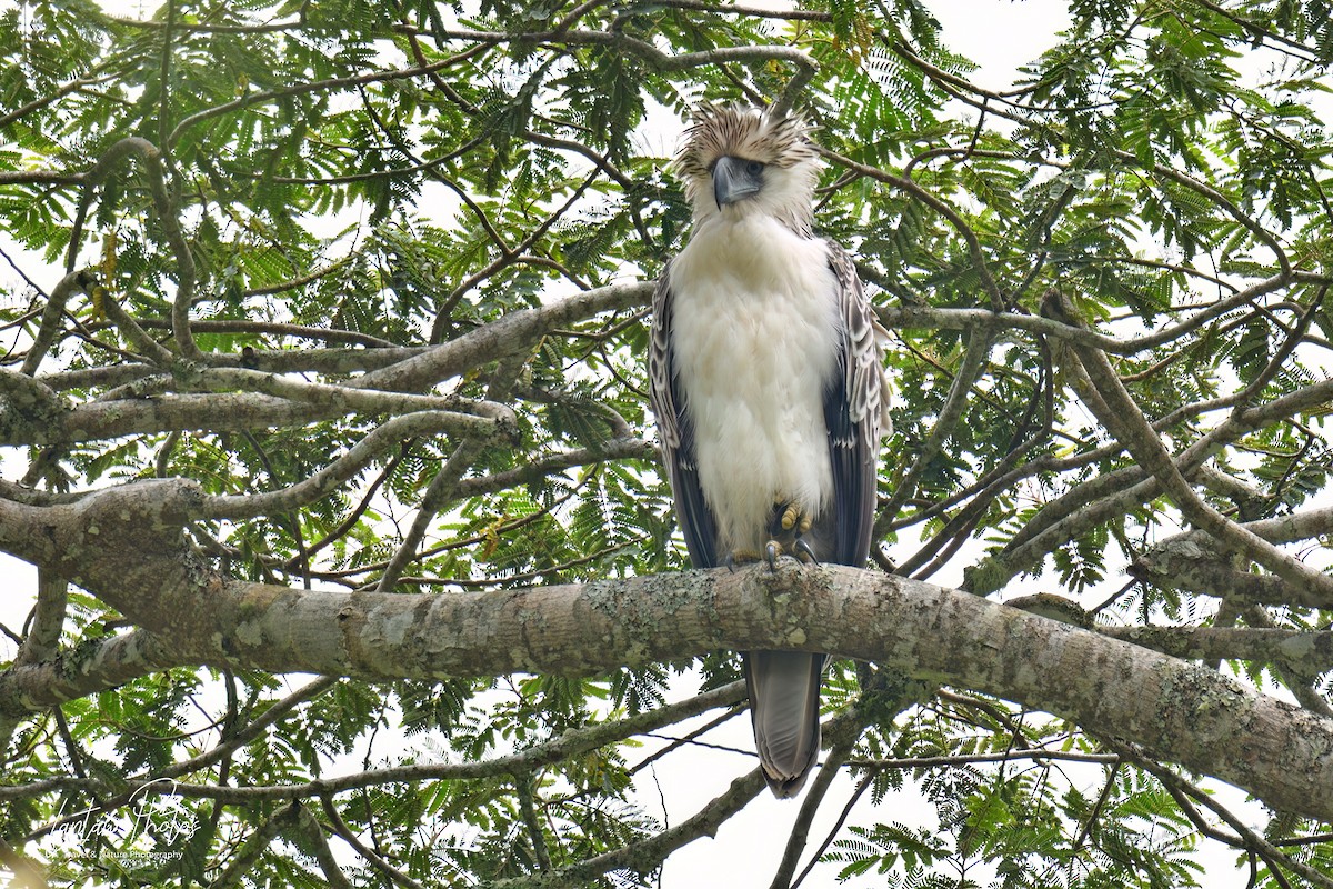 Philippine Eagle - ML494691741