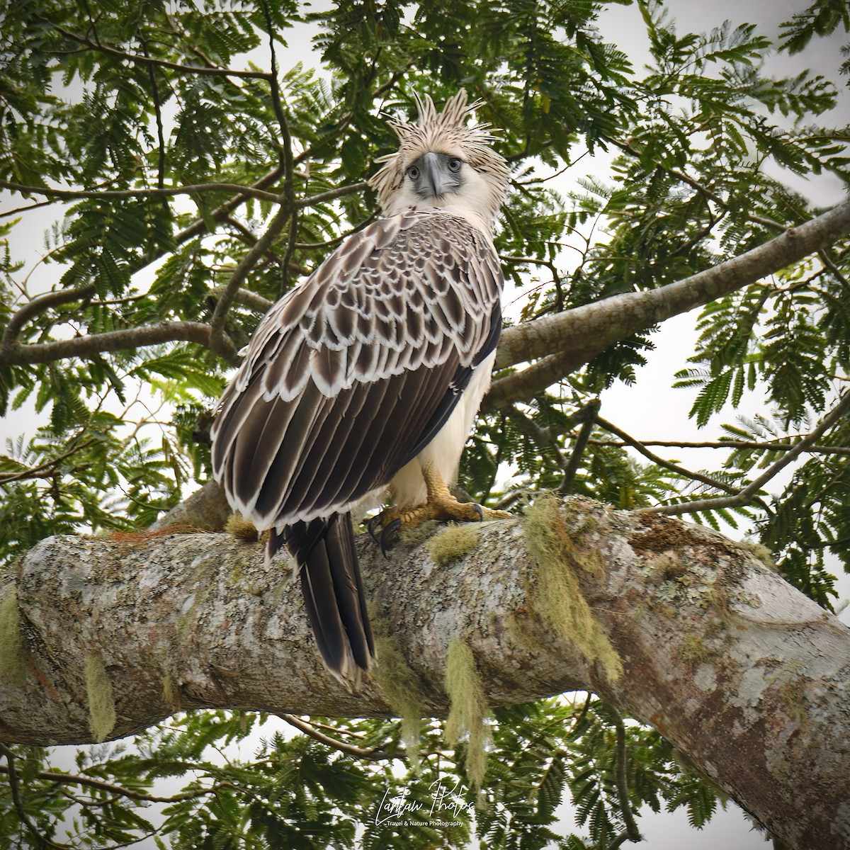 Philippine Eagle - ML494691751