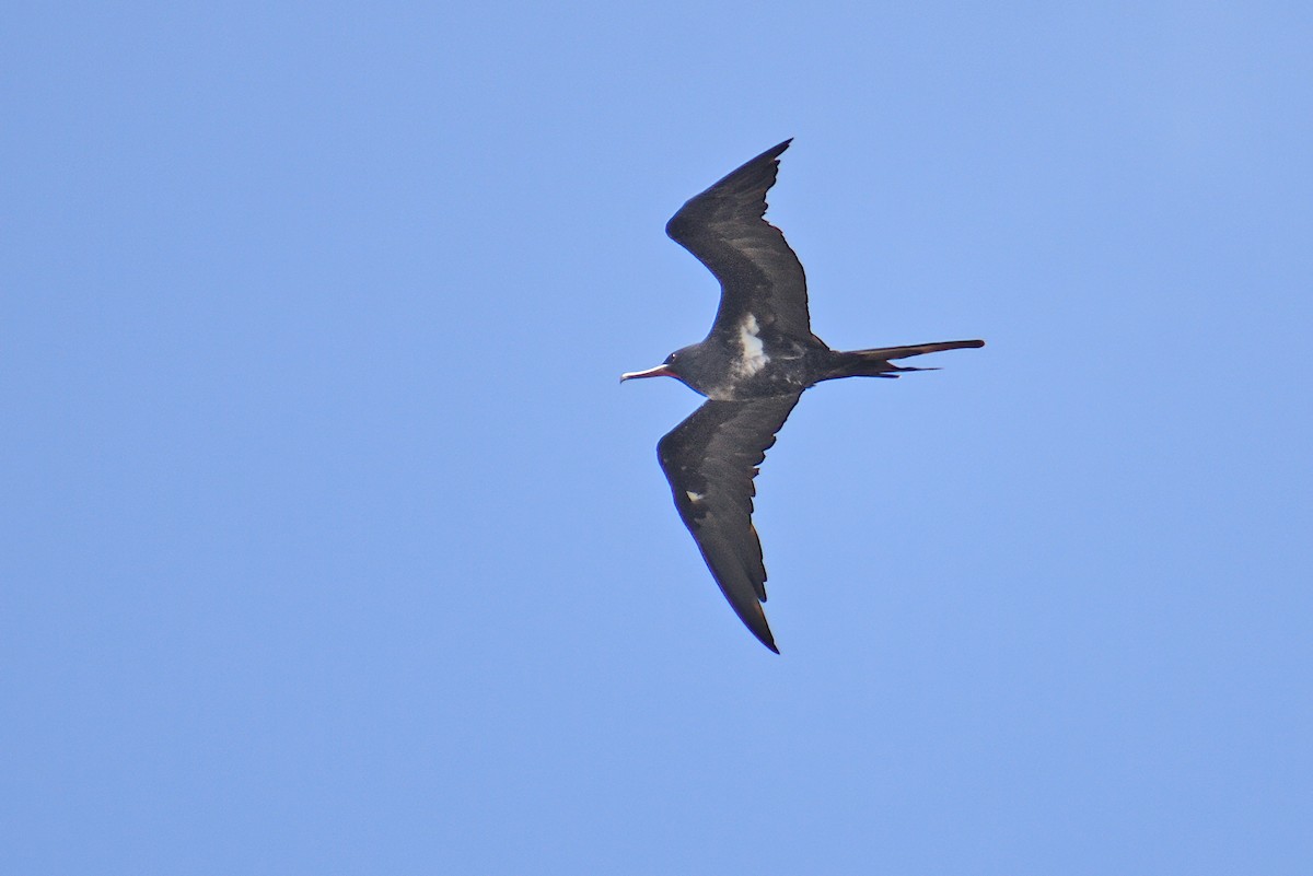 Lesser Frigatebird - ML494692281