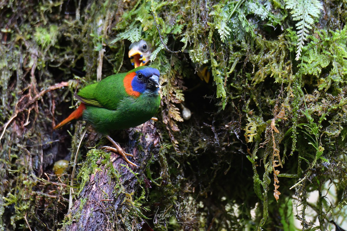 Red-eared Parrotfinch - Allan Barredo