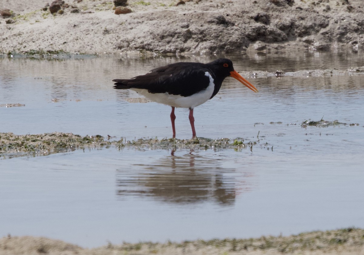 Pied Oystercatcher - Yvonne van Netten