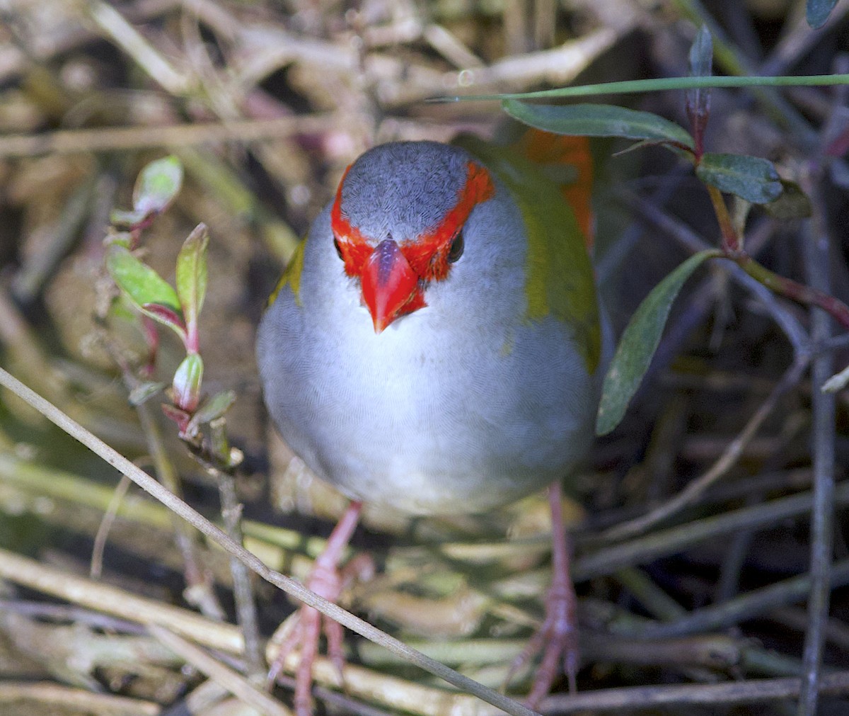Red-browed Firetail - ML494692891