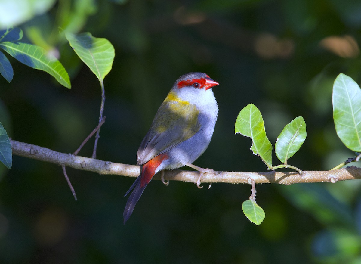 Red-browed Firetail - ML494692901