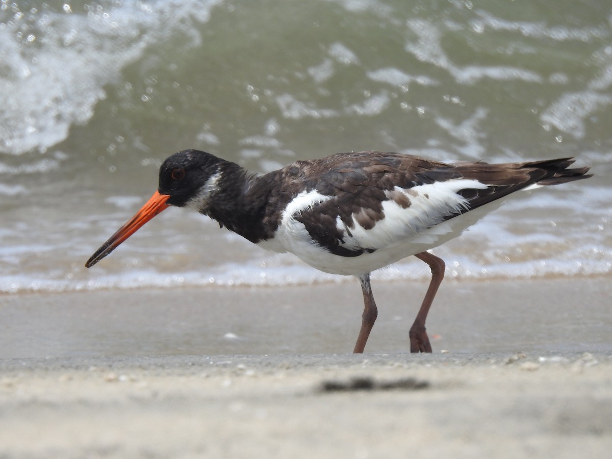 Eurasian Oystercatcher - ML494693411