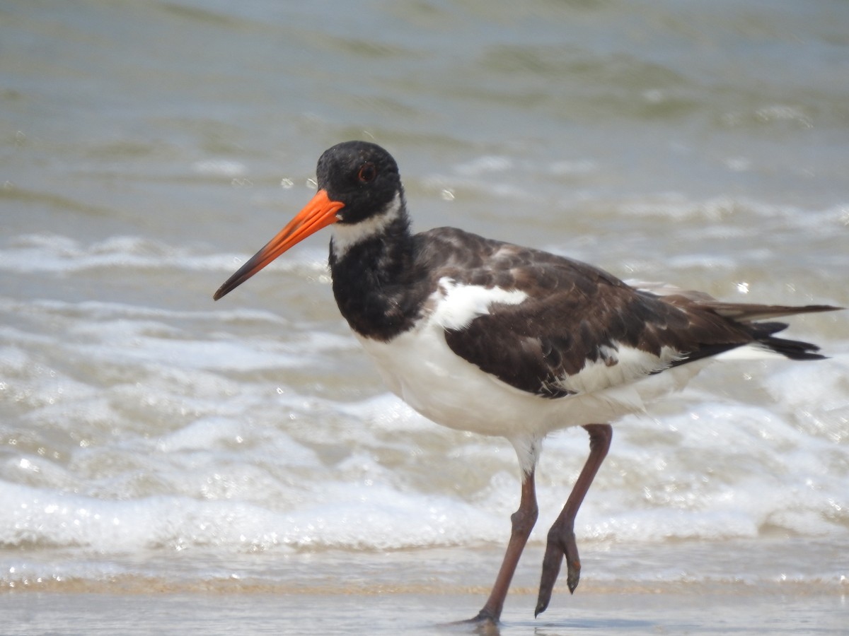 Eurasian Oystercatcher - ML494693431