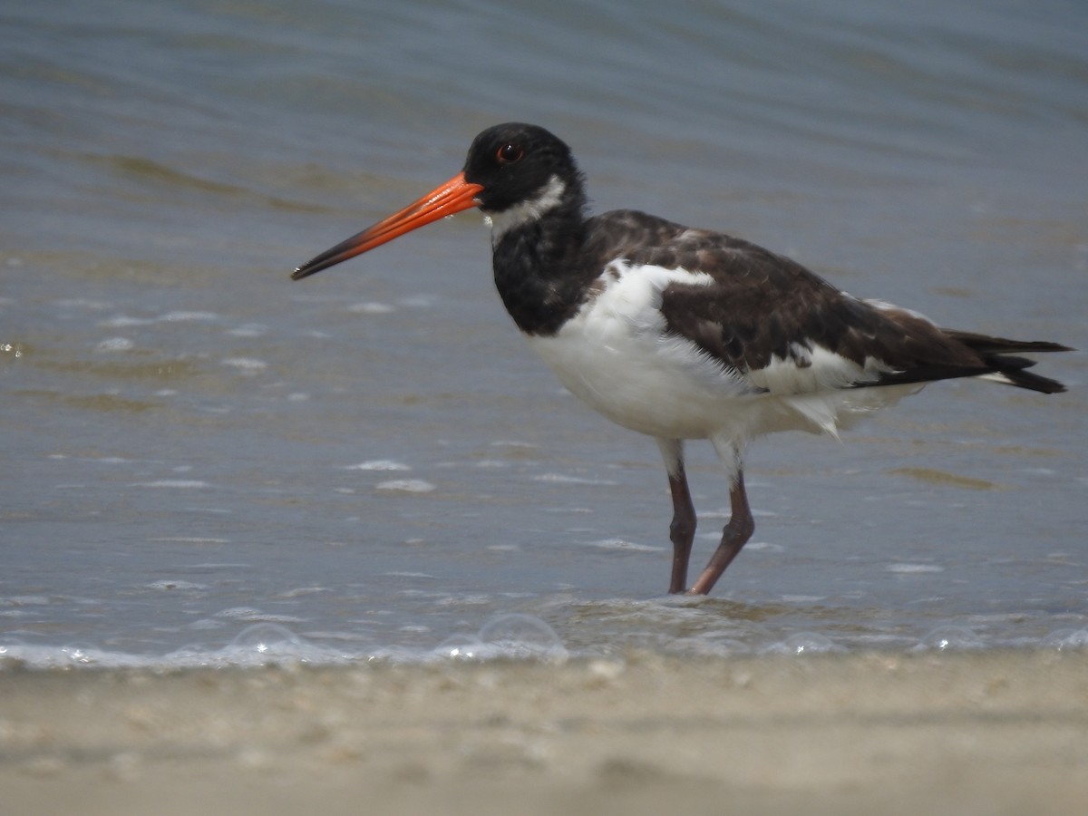 Eurasian Oystercatcher - Nigin Babu