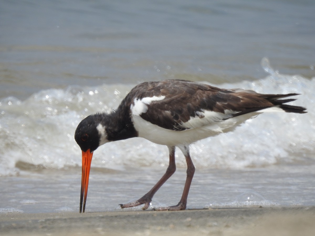 Eurasian Oystercatcher - ML494693451