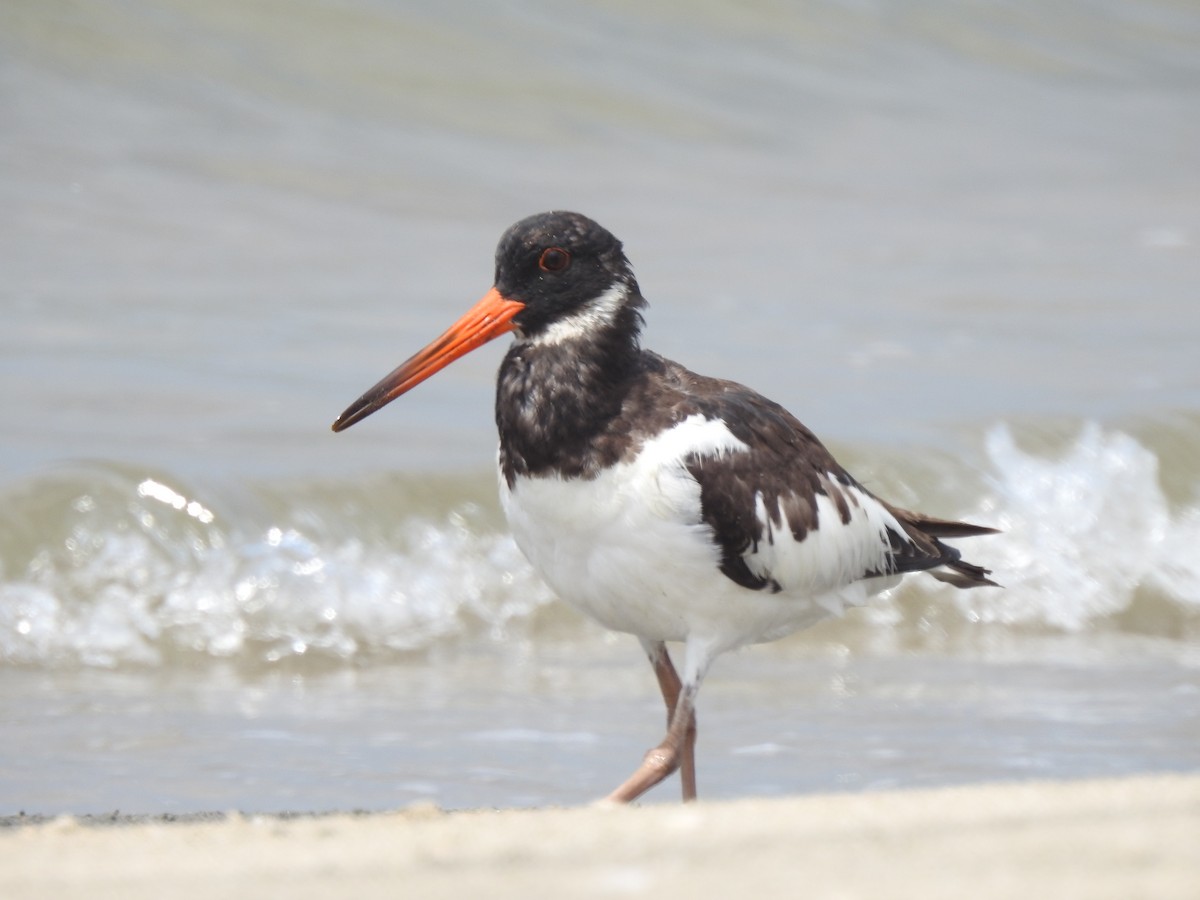 Eurasian Oystercatcher - ML494693461