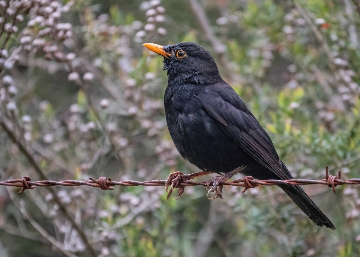 Eurasian Blackbird - ML494695451