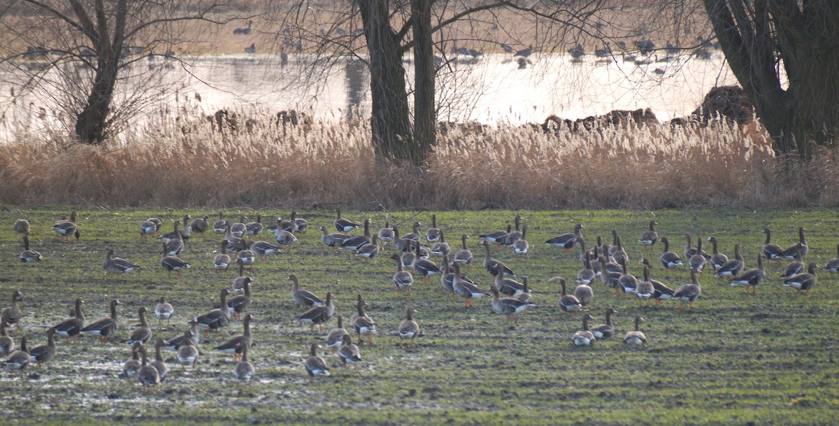 Greater White-fronted Goose - Monika Czupryna