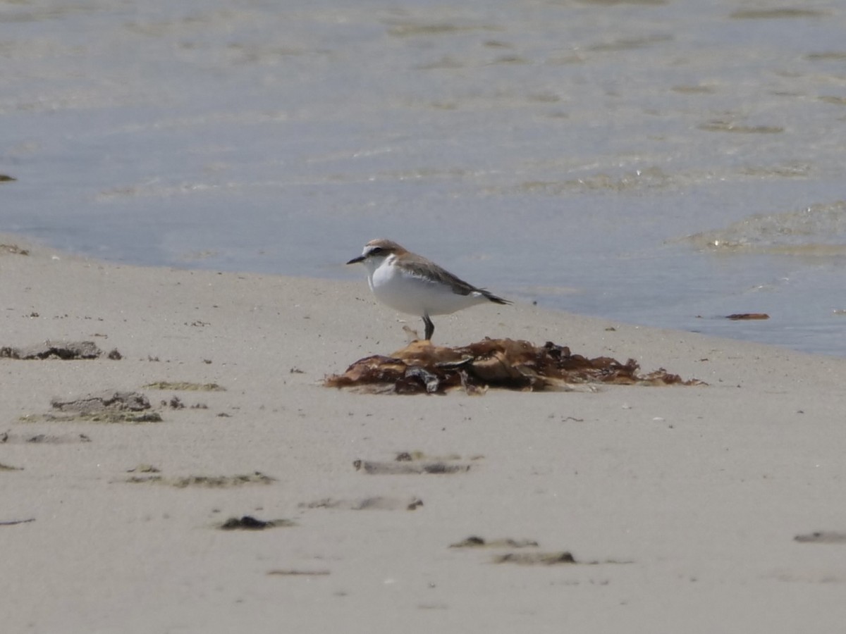 Red-capped Plover - ML494695901