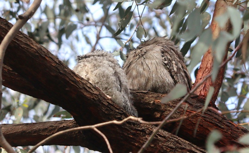 Tawny Frogmouth - ML494696461